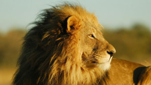 Digital-marketing-Services-Delhi-India-by-MaxSfx